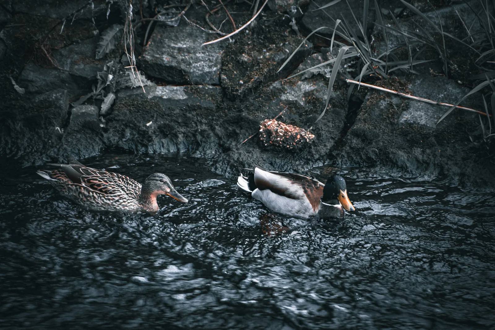 Zwei Enten schwimmen auf dunklem Wasser vor einem felsigen Ufer.
