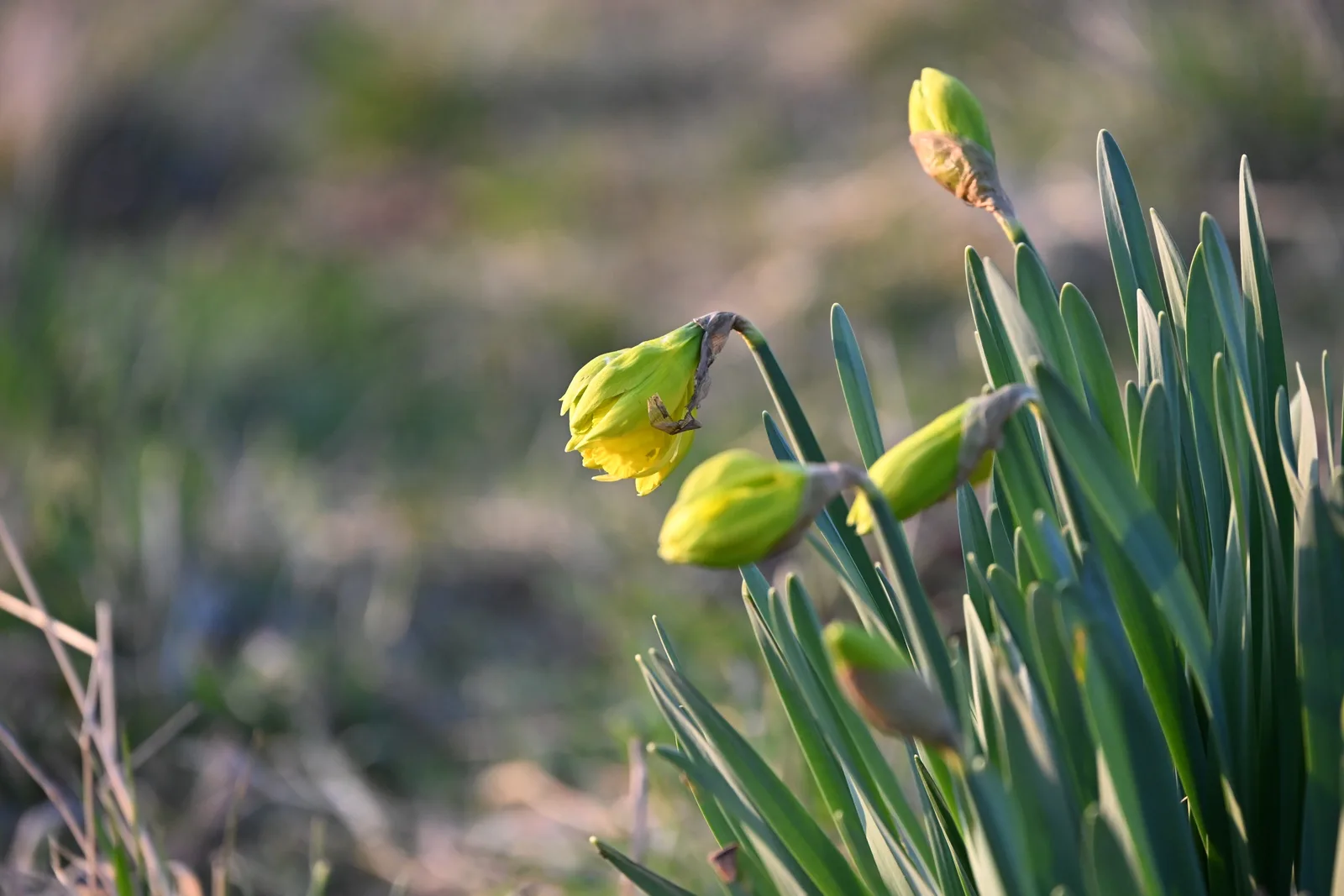 Gelbe Narzissenblüte und Knospen zwischen langen grünen Blättern vor unscharfem Hintergrund.